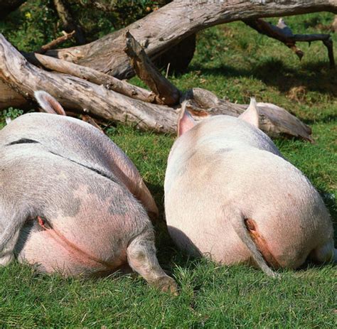 schweinisch was die ältesten nutztiere der welt können bilder and fotos welt