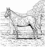 Coloring Horse Pages Realistic Printable Adults Kids Print Adult Horses Color Appaloosa Fun Colouring Sheets Animals Wild Animal Running Books sketch template