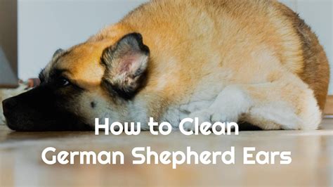clean german shepherd ears   german shepherds