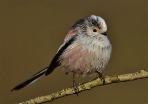 long tailed tit norfolk wildlife trust