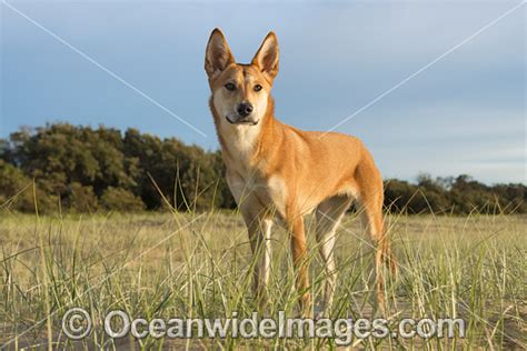 dingo canus dingo photo