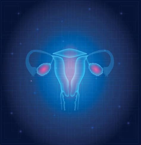 Female Reproductive System Illustrations Royalty Free Vector Graphics