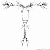 Drawing Zooplankton Similis Paintingvalley sketch template