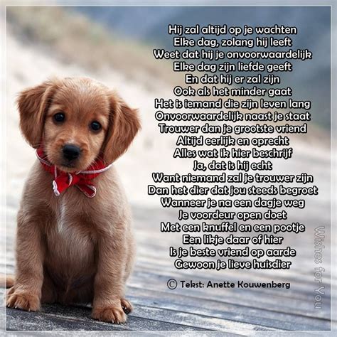 animal quotes dog quotes sweet dogs cute dogs chihuahua dutch quotes beautiful lyrics