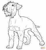 Schnauzer Coloring Miniature Printable Pages Dog Pinscher Poodle Dogs Toy Animals Supercoloring Crafts Drawn Size Kids Colouring Adult Print Library sketch template