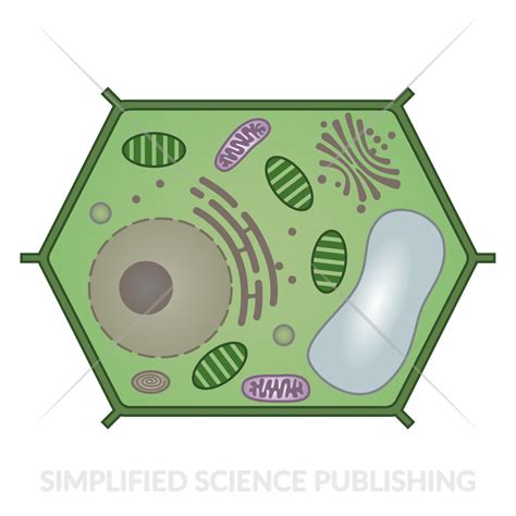 plant cell diagram vector image
