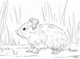 Hamster Coloring Pages Baby Syrian Color Colouring Cute Printable Colour sketch template