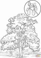 Magnolia Coloring Southern Tree Pages Tulip Poplar Flower Trees Drawing Printable Color Leaves Getcolorings Template Paper Colorings Getdrawings Sketch Colo sketch template