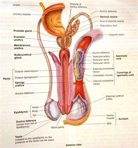 Reproductive System Human Anatomy And Physiology
