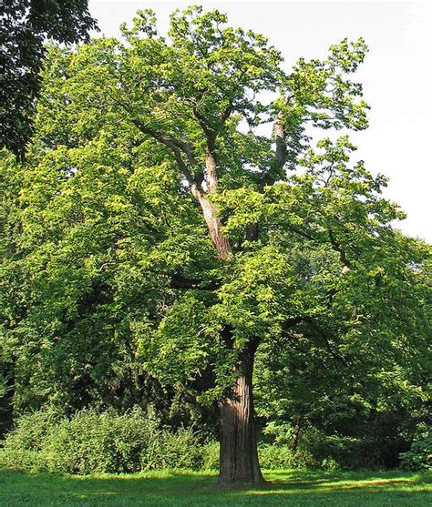 supplying oak   uk    years nbe hardwoods oak