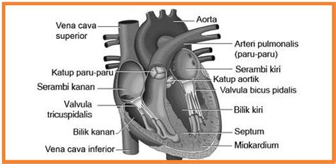 detail jantung manusia biology page