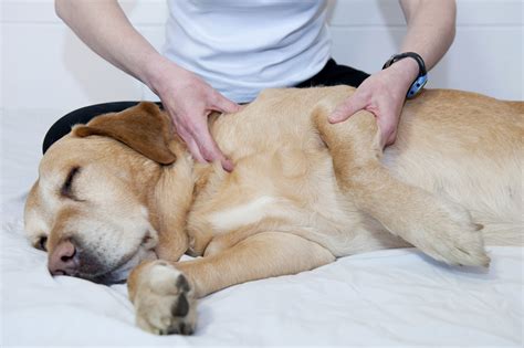 physical therapy  senior dogs  martha pease  grey muzzle organization