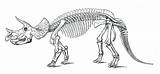 Triceratops Skelett Prorsus Dino Ausmalbilder Bubakids Marsh Clip 1896 Ausmalbild Squelette Pachycephalosaurus Reconstruction Dinosaurios Skeletons Sciencekids Ceratopsian Timeline Malvorlage Skeletal sketch template