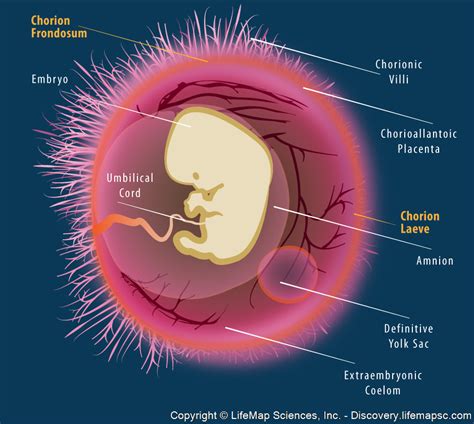 human embryo  extraembryonic tissues infographic lifemap discovery