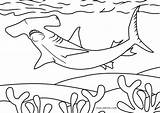 Shark Hammerhead Hai Malvorlagen Hammerhai Cool2bkids Ausdrucken Kostenlos sketch template