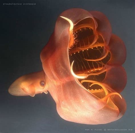 deep sea creatures inspired   nightmares vampire squid guff