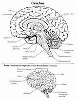Cranial Nerves Anatomia Partes Humano Escolha sketch template
