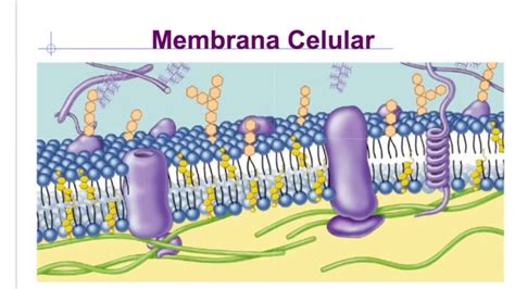 membrana celular youtube