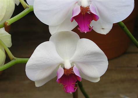 Orchids Made Easy By Following Simple Tips Crafted By The