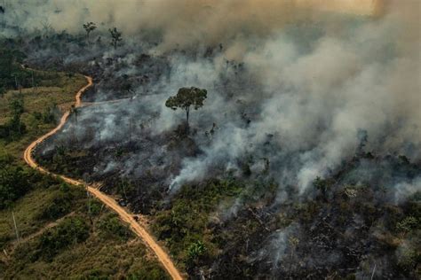fires  amazon rainforest   fuelled   china trade war experts  south china