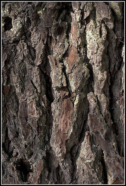 flickr douglas fir macro douglas fir bark tree bark texture wood texture wood bark fir wood