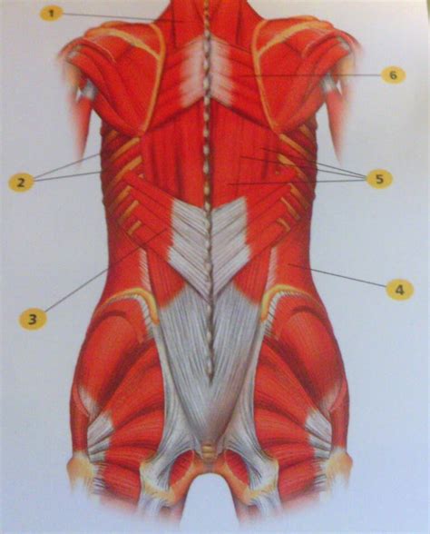 body series 4 intermediate muscles of back aaduri healing arts