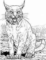 Lynx Coloring Pages Cat Big Realistic Cats Printable Bobcat Wild Animals Book Animal Color Cliparts Footprint Drawing Clipart Supercoloring Wildlife sketch template