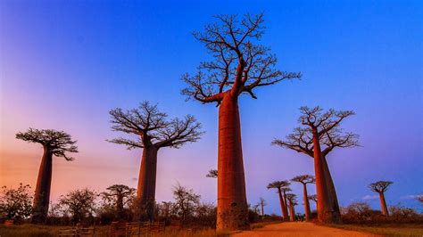 alleya baobabov na madagaskare murundava unikalnyy vid