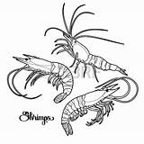 Shrimp Coloring Line Ornate Drawing Pages Shrimps Boil Getdrawings Crawdad Getcolorings Ocean Printable Crawfish Graphic Collection Depositphotos Stock Colorings sketch template
