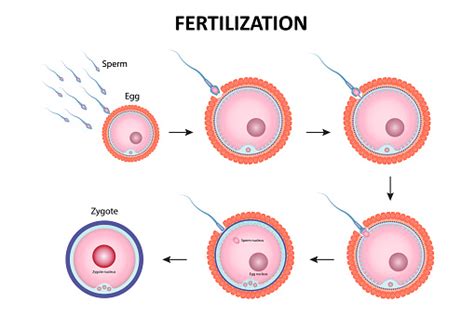 process of human fertilization stock illustration download image now