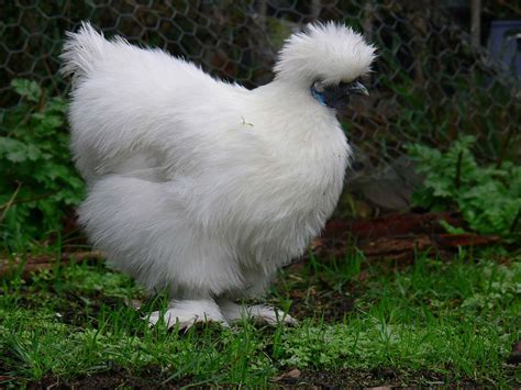 silkie chicken facts information  pictures  pets planet amazing pets