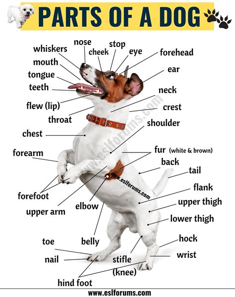 dog body parts diagram parts   dog  dog anatomy  pictures esl tarantino