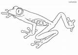Frosch Malvorlage Laubfrosch Waldtiere sketch template