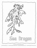 Sea Dragon Leafy Coloring Pages Seadragon Color Getcolorings Designlooter Drawings Getdrawings 34kb 792px sketch template