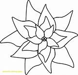 Poinsettia Clipart Clip Christmas Coloring Cliparts Pages Poinsettias Pattern Printable Color Flower Template Library Digital Well Patterns Colouring Soon Clipartbest sketch template