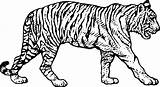 Tigres Tigre Paw Anipedia Imagenes Sabertooth Felinos Clipartmag Colouring Dentistmitcham sketch template