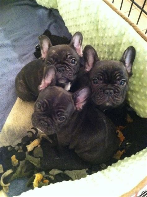 frenchie puppies spike pinterest