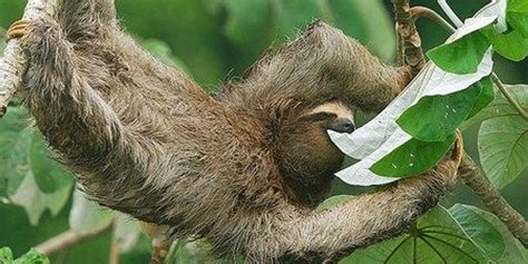 moths are a sloth s best friend the scientist magazine®