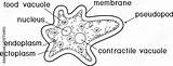 Amoeba Vacuole Proteus Organelles Contractile Nucleus sketch template