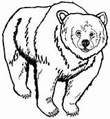 Bear Grizzly Coloring Pages Face Drawing Realistic Getcolorings Kids Printable Side Getdrawings Color Designlooter Print 650px 52kb Template sketch template