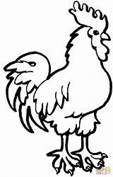 Coloring Pages Rooster Printable Hen Color sketch template