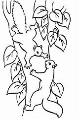 Squirrels Squirrel sketch template