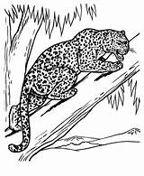 Leopard Coloring Pages Snow Clouded Baby Feeling Getcolorings Getdrawings Colorings Printable Threaten Pag sketch template