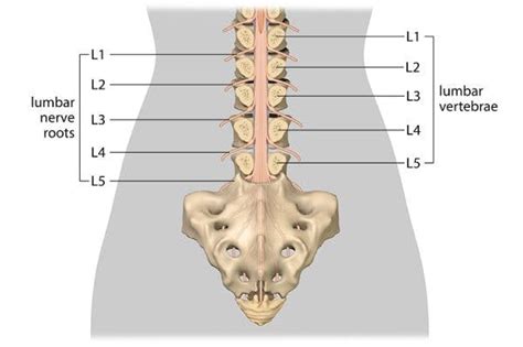 lumbar spinal cord injury understanding      sci
