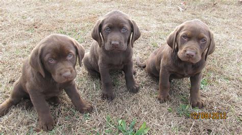 Woods Ferry Labrador All Of Our Puppies Both Male And Female Are