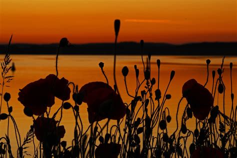 sonnenuntergang mohnblumen natur kostenloses foto auf pixabay pixabay