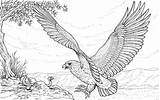Coloring Adler Colorare Osprey Disegni Aguila Harpy Eagles Cazando Malvorlagen Pescatore Falco Kleurplaten Ausmalbild Kostenlos Ausdrucken Aigle Schlange Greift Coloringtop sketch template