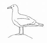 Seagull Coloring Pages Gulls sketch template