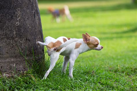 kleine hondjes liegen  hun lengte foto adnl