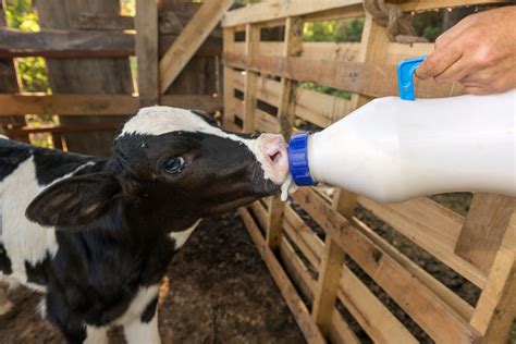 bottle feeding calf basics    feed provico rural